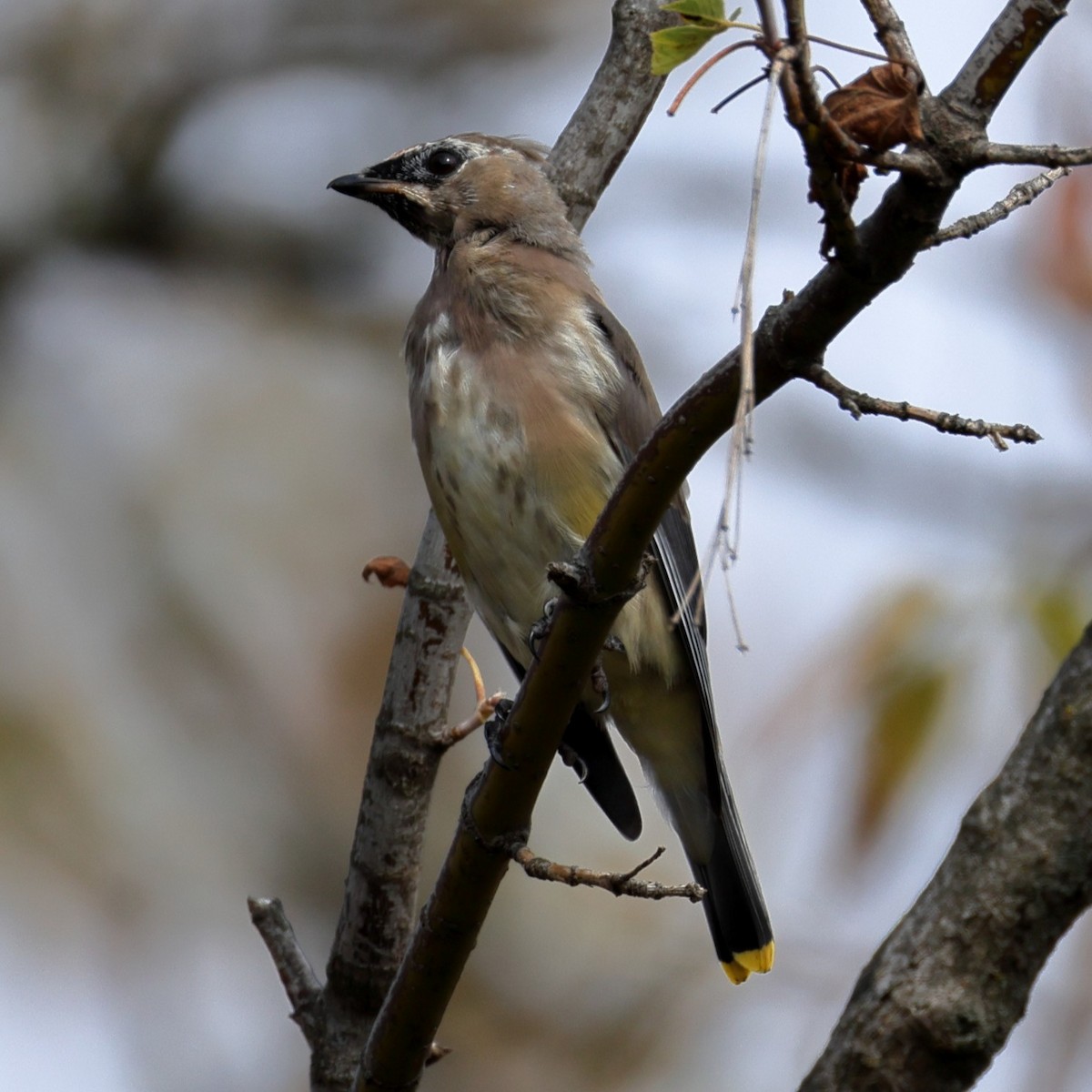 Cedar Waxwing - ML646452239