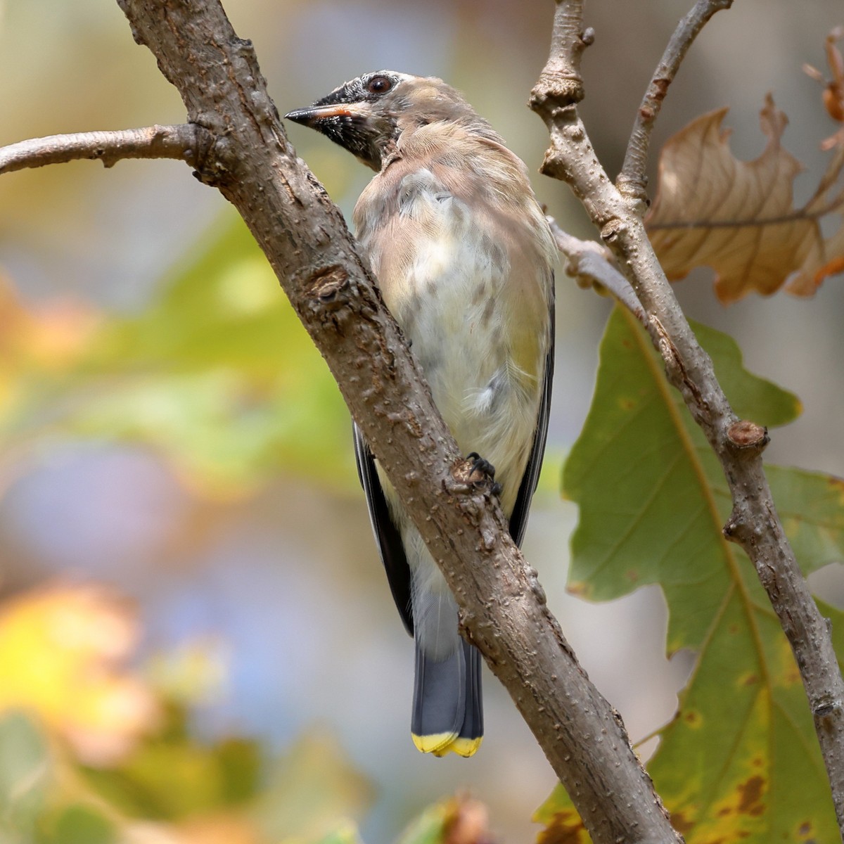 Cedar Waxwing - ML646452240