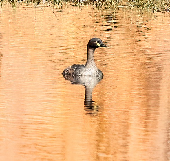 Australzwergtaucher - ML646452242