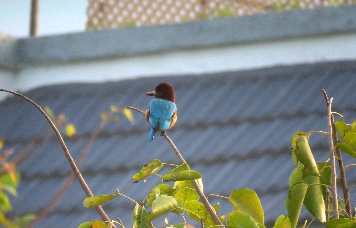 White-throated Kingfisher - ML646452243