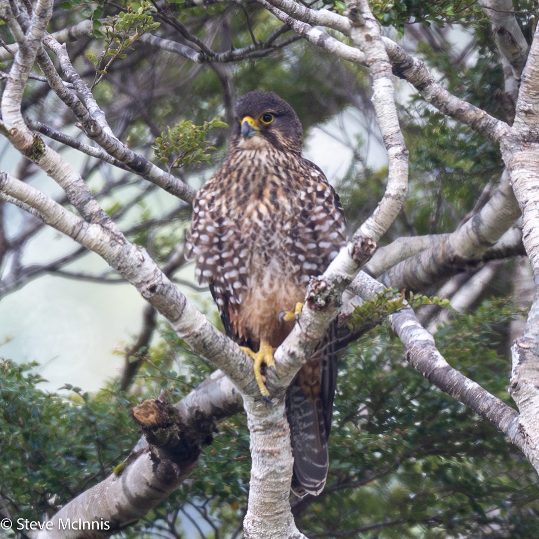 Yeni Zelanda Doğanı - ML646452244