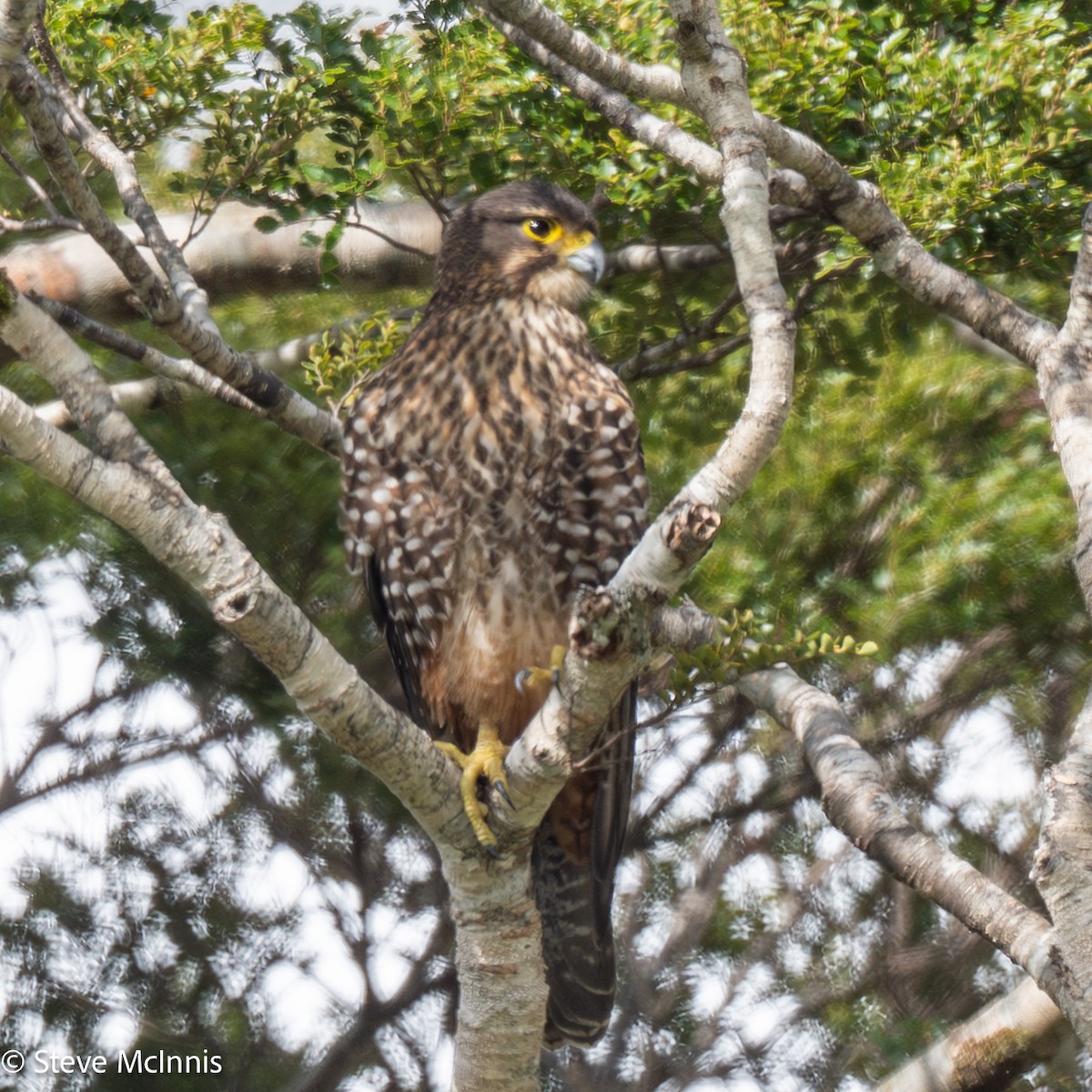 Yeni Zelanda Doğanı - ML646452245