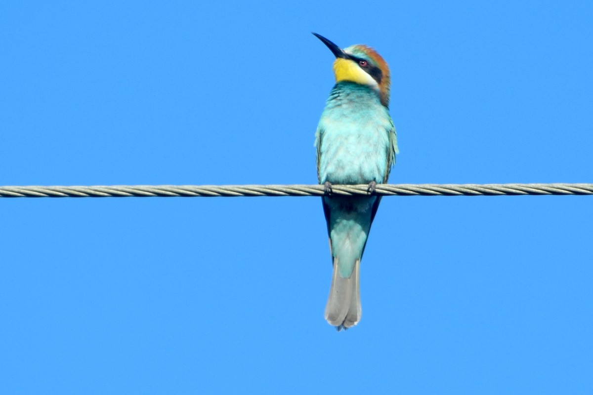 European Bee-eater - ML646452246