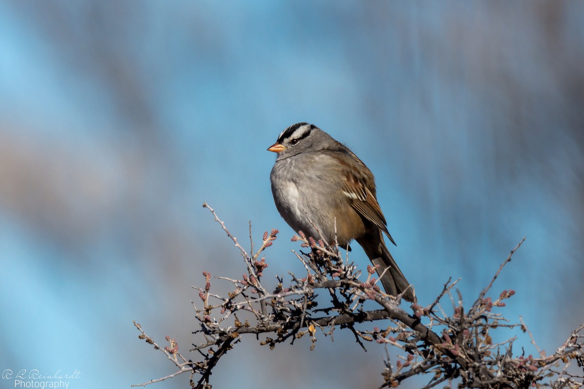 White-crowned Sparrow - ML646452249