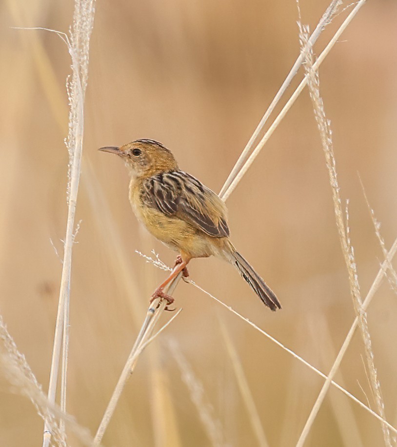 Goldkopf-Zistensänger - ML646452250