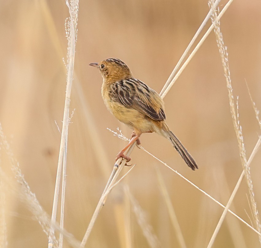 Goldkopf-Zistensänger - ML646452251