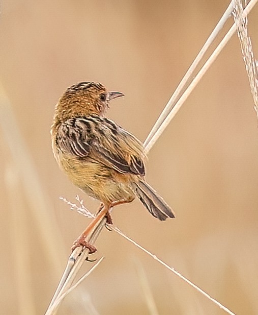 Goldkopf-Zistensänger - ML646452252