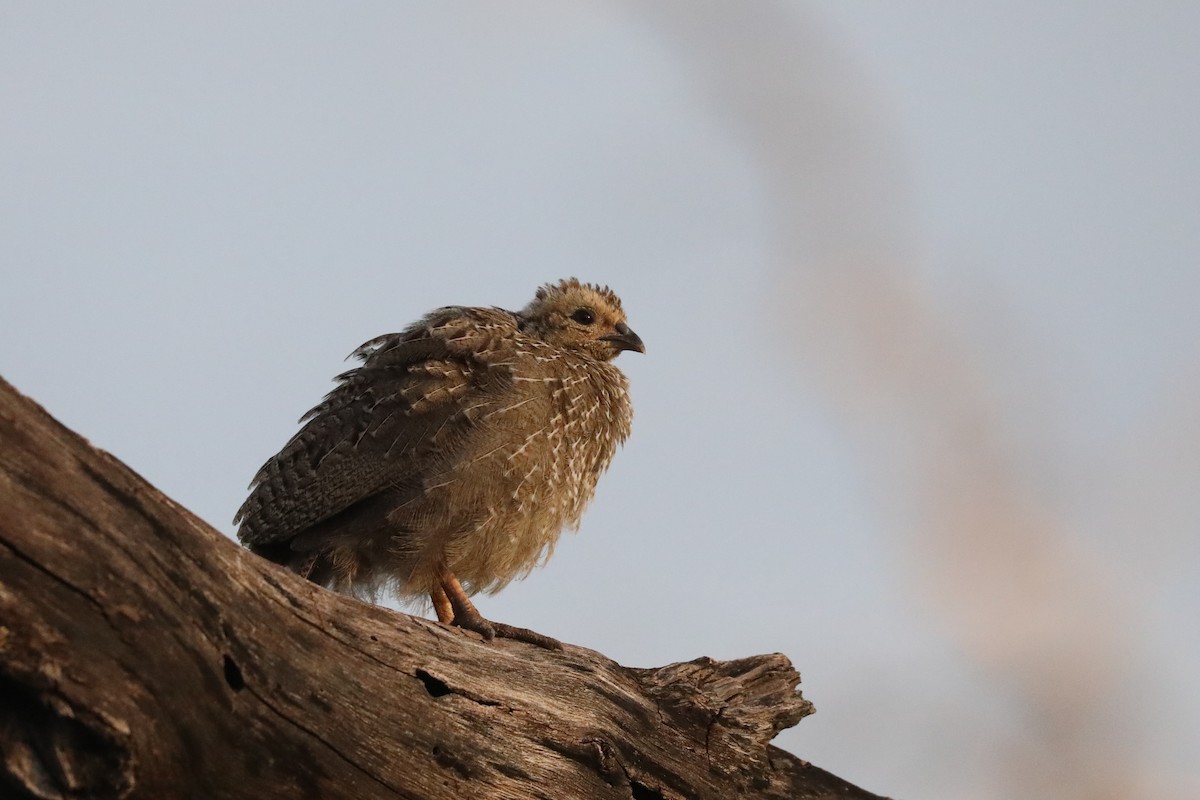 Red-billed Spurfowl - ML646452253