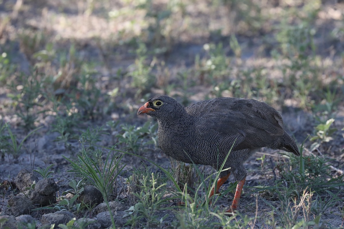 Red-billed Spurfowl - ML646452254