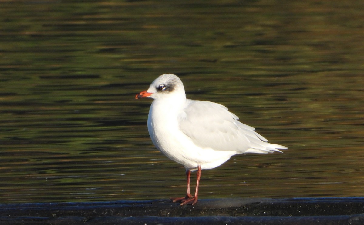 racek černohlavý - ML646452255