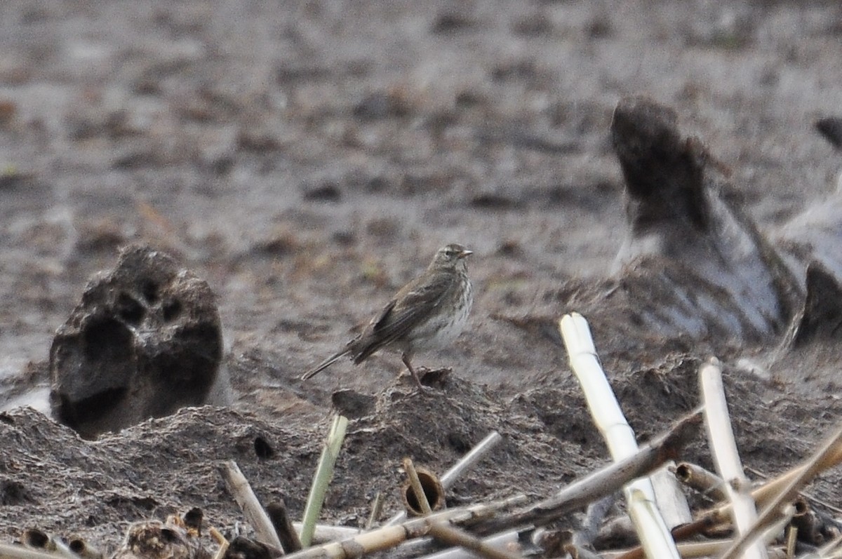 פפיון מים - ML646452257
