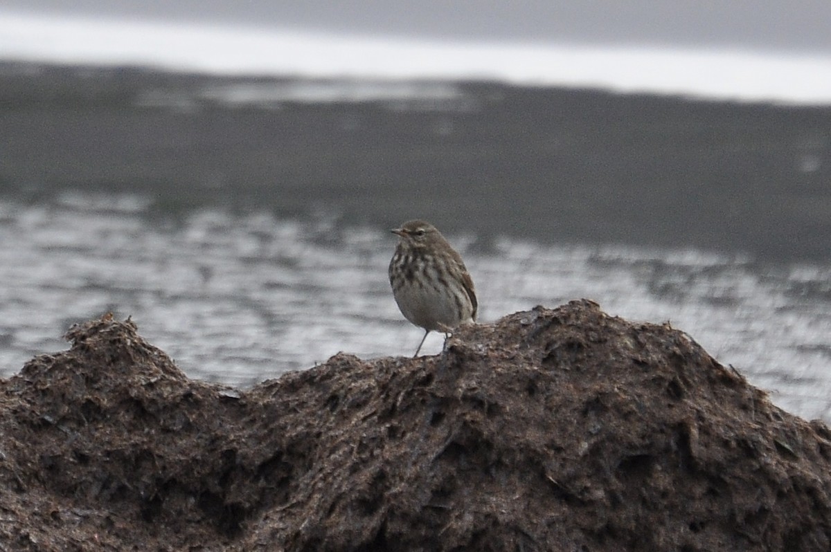 פפיון מים - ML646452258