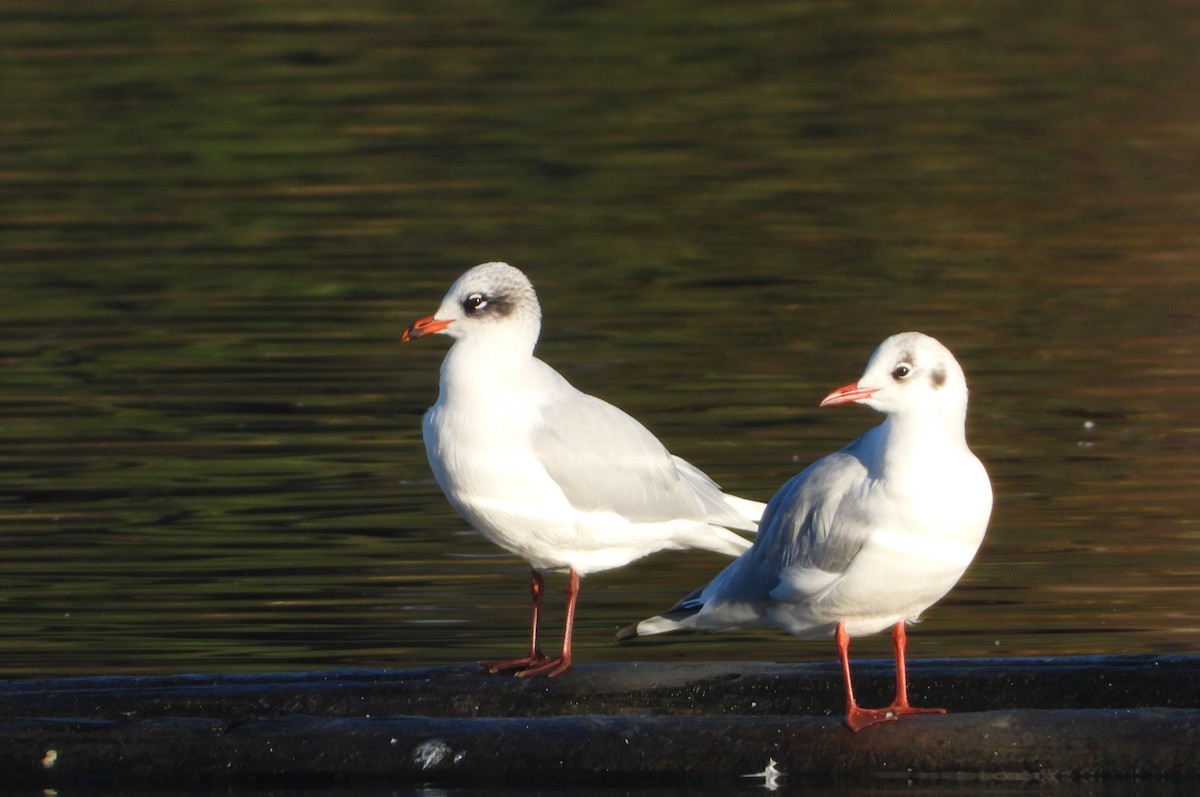 racek černohlavý - ML646452262