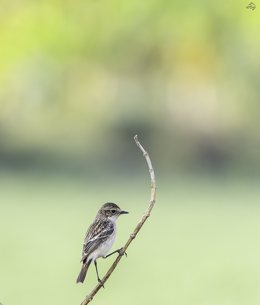 bramborníček sibiřský - ML646452266