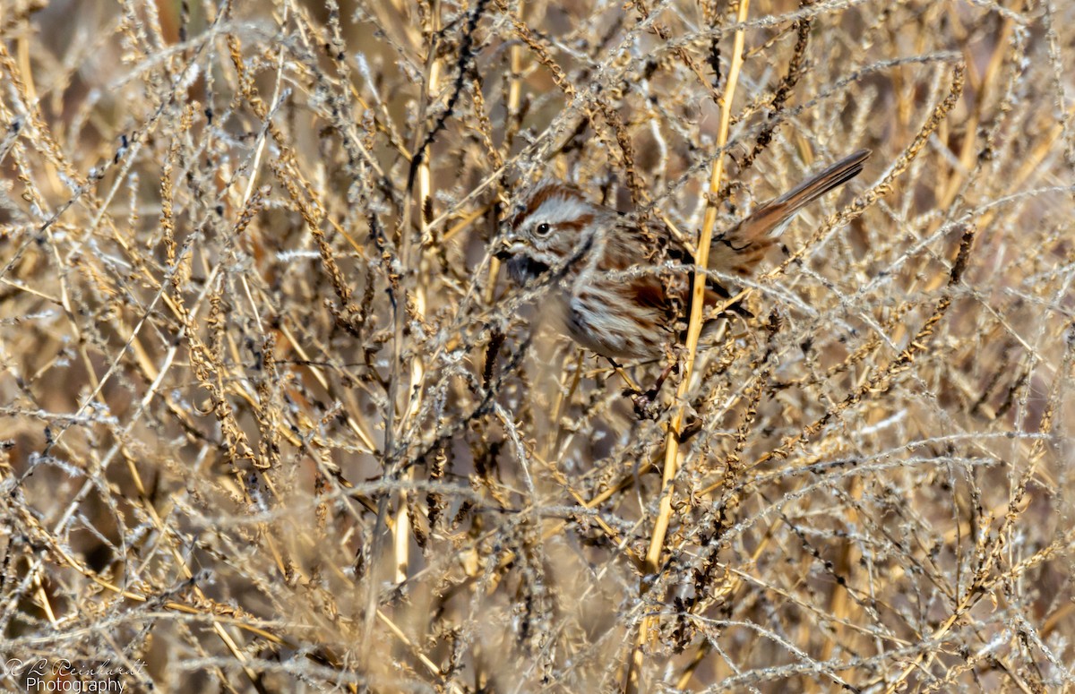 Song Sparrow - ML646452267
