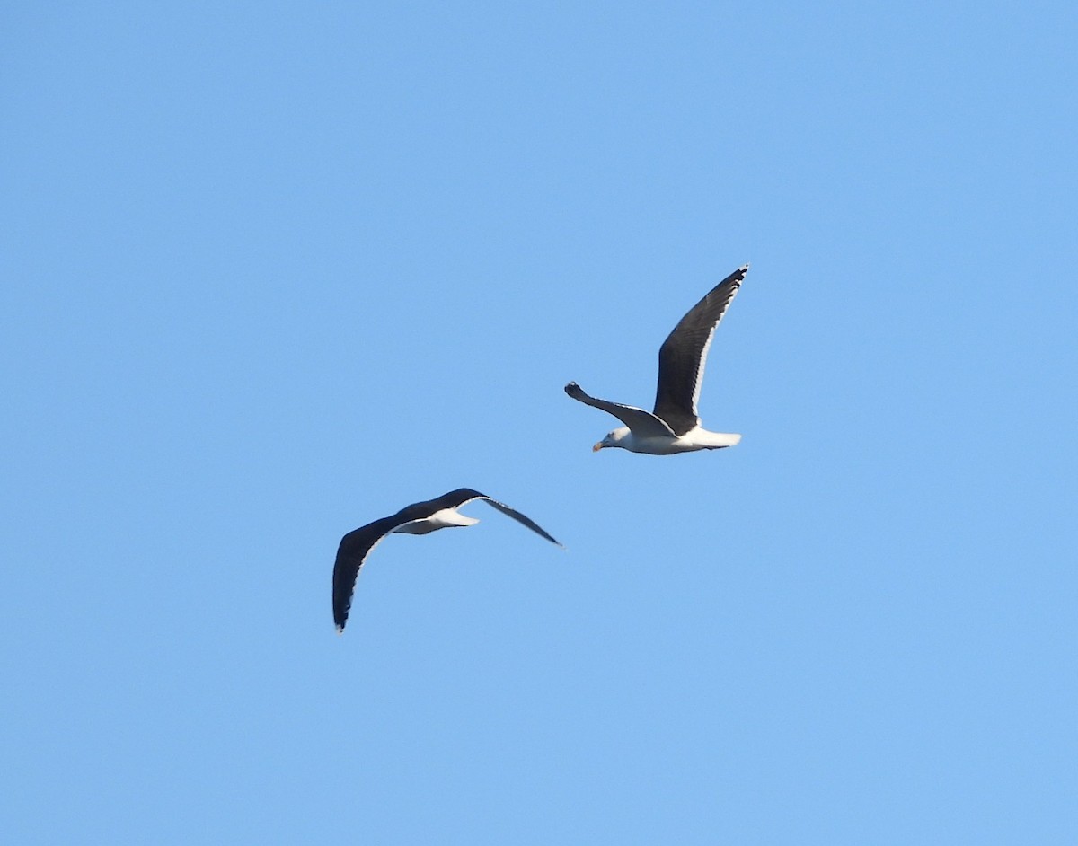 Great Black-backed Gull - ML646452271