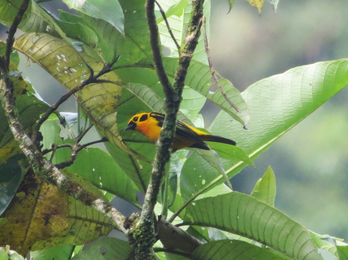 Golden Tanager - ML646452273