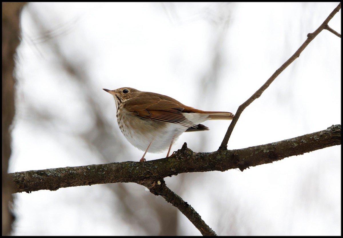 Tordo di Pallas - ML646452277