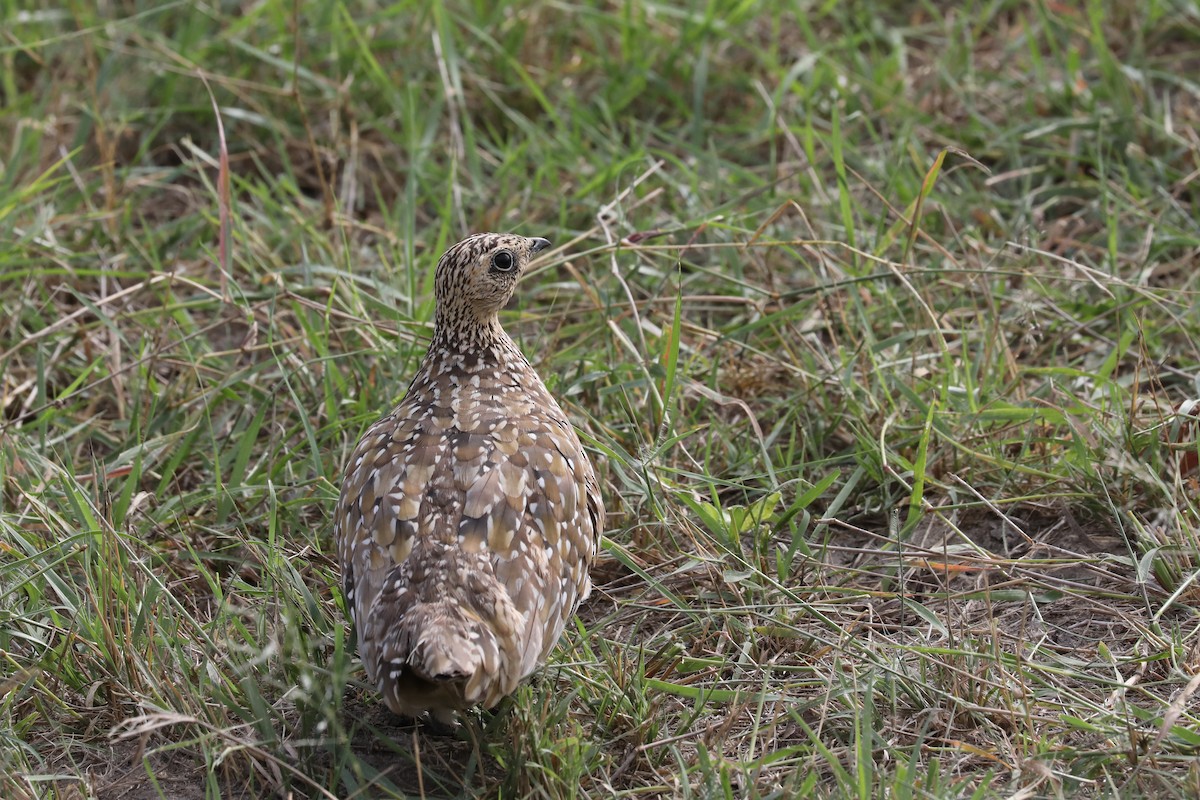 Burchell Bağırtlağı - ML646452279