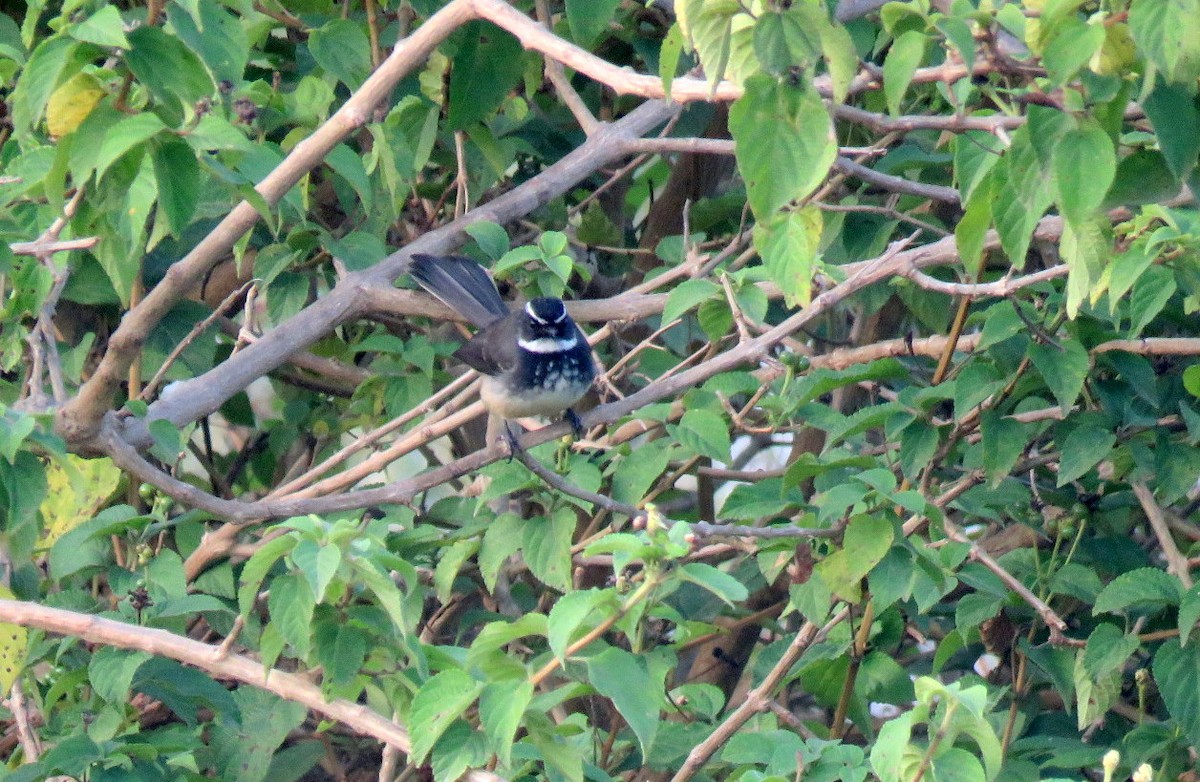 Spot-breasted Fantail - ML646452283