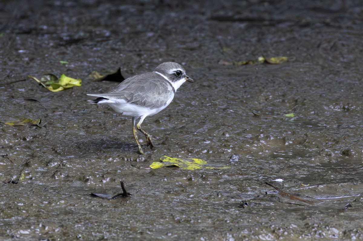 Semipalmated Plover - ML646452284