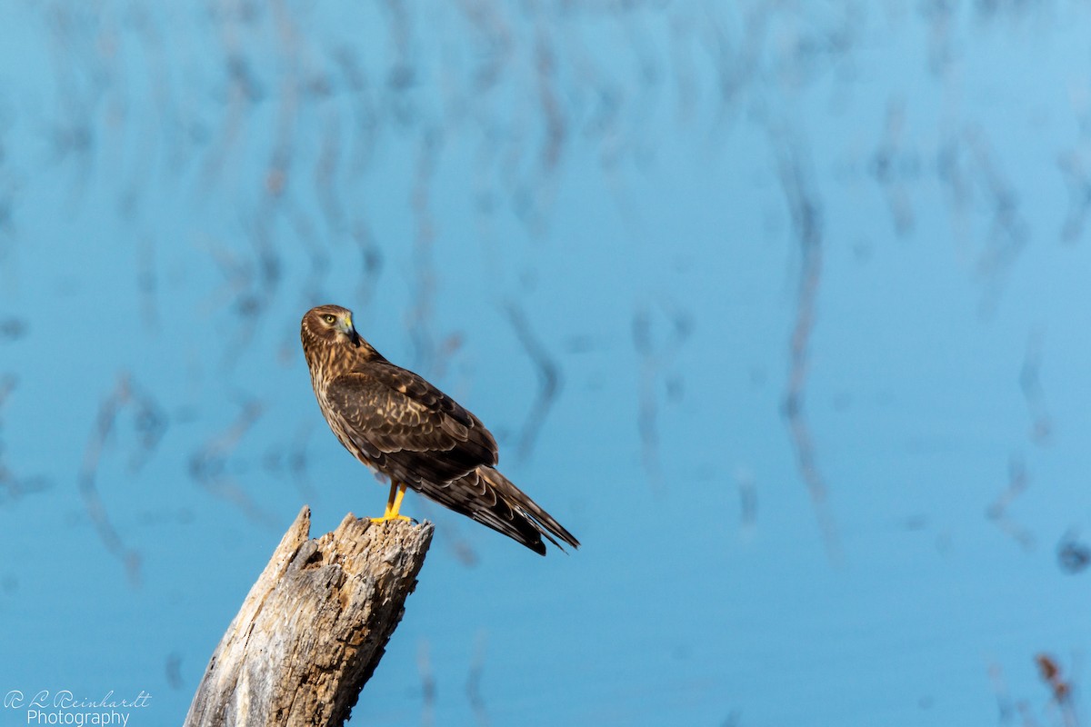 Northern Harrier - ML646452286