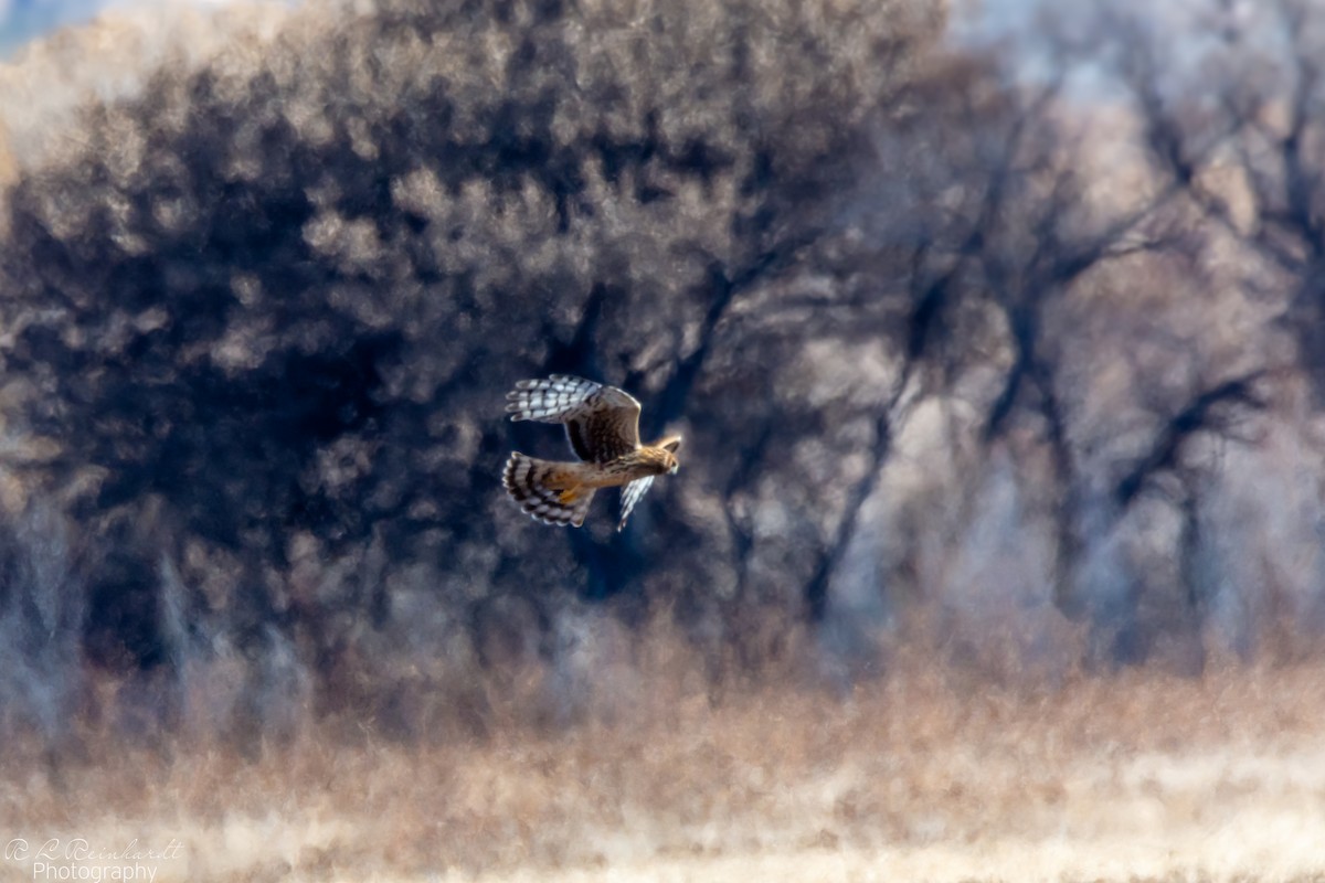 Northern Harrier - ML646452287