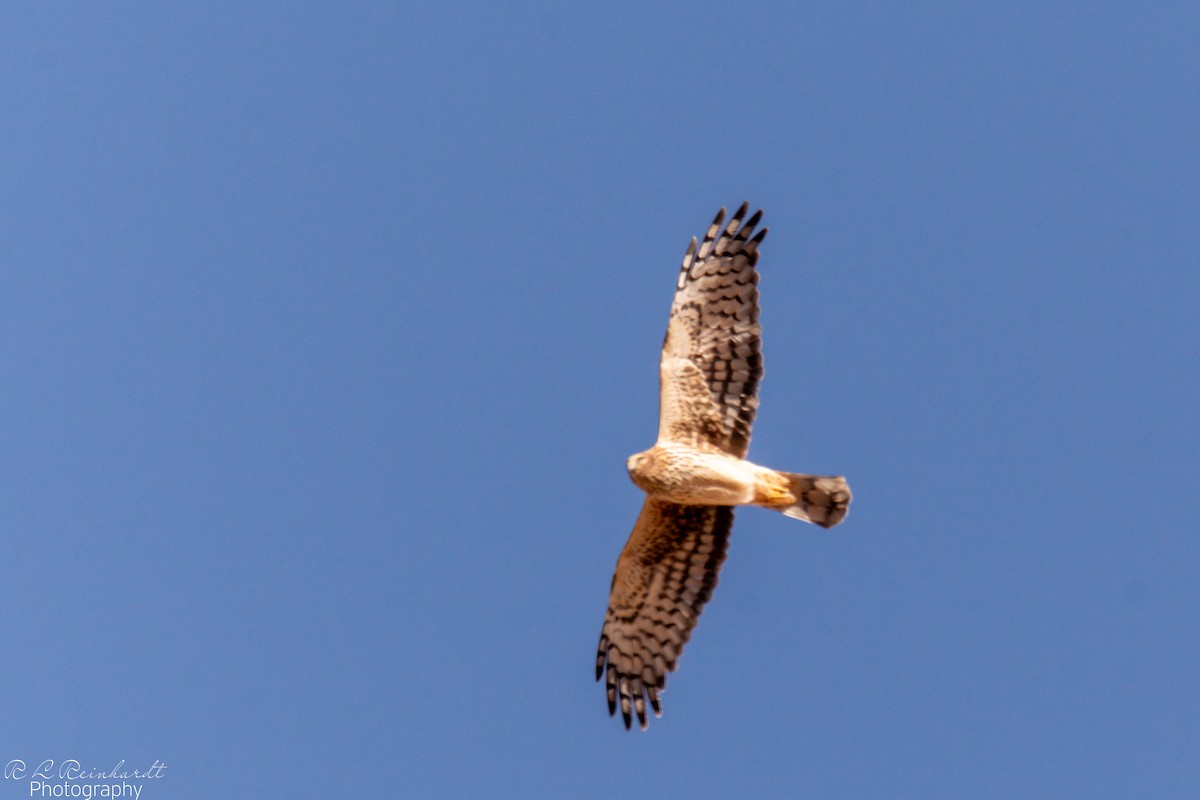 Northern Harrier - ML646452288