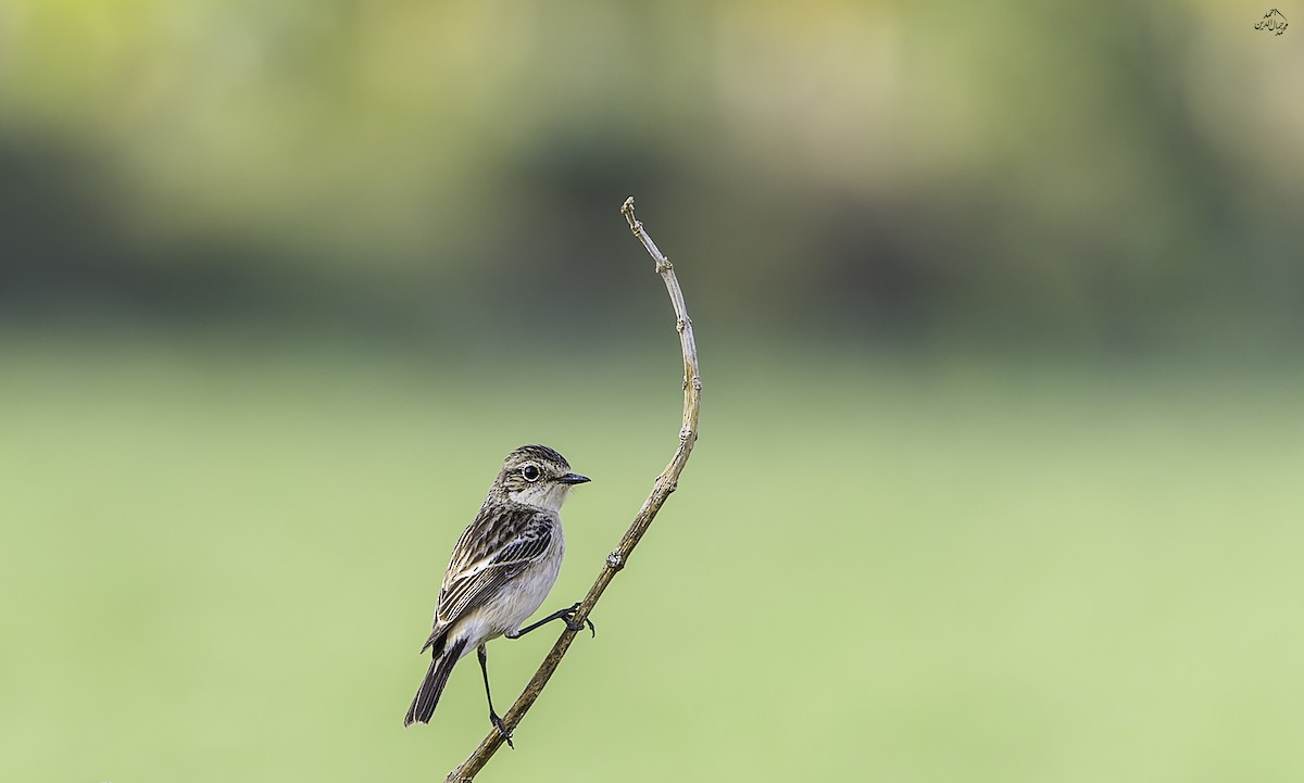 bramborníček sibiřský - ML646452290