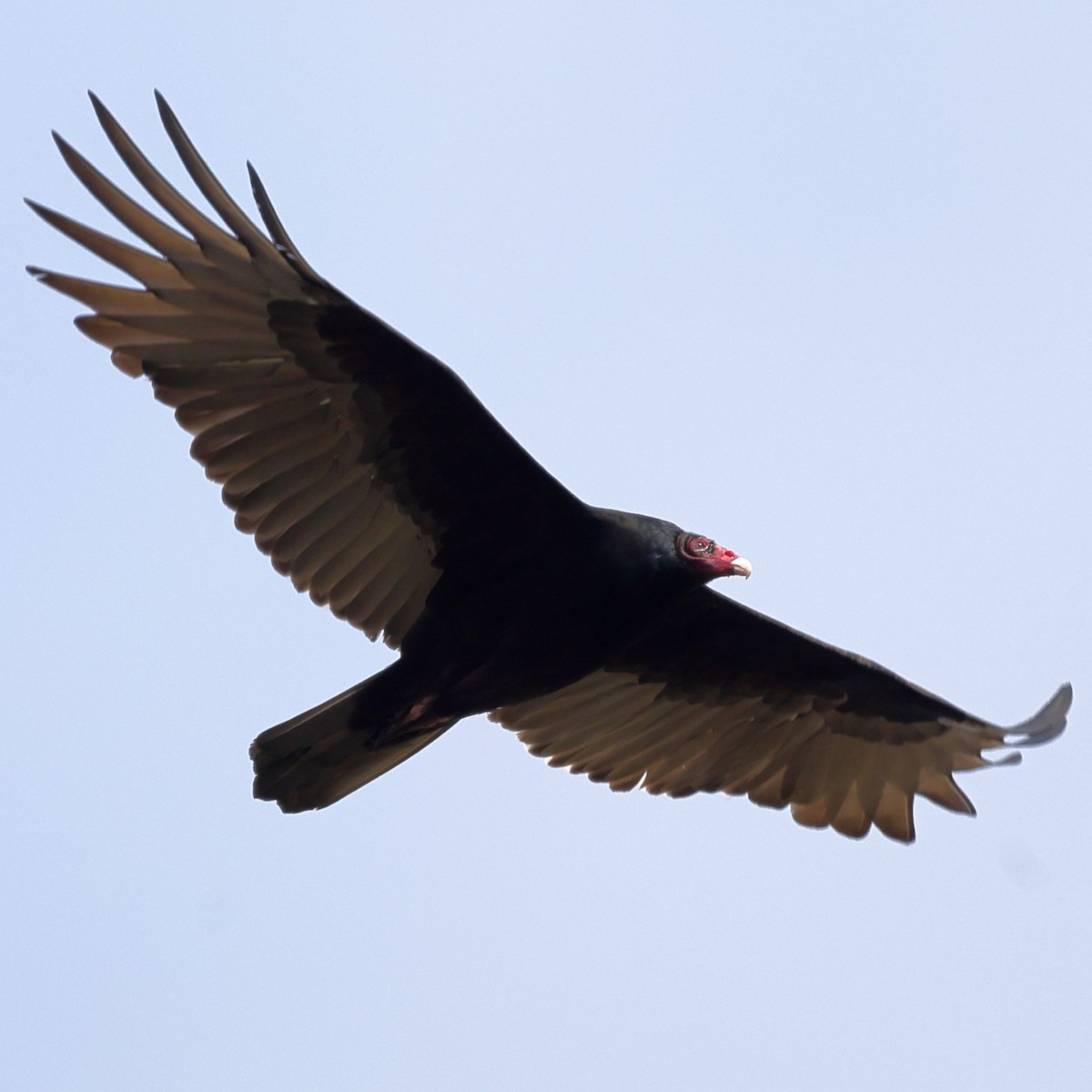 Turkey Vulture - ML646452291