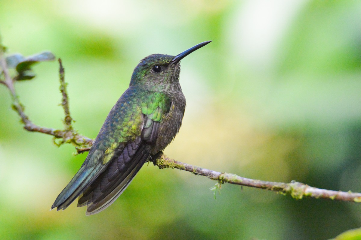 Scaly-breasted Hummingbird - ML646452292