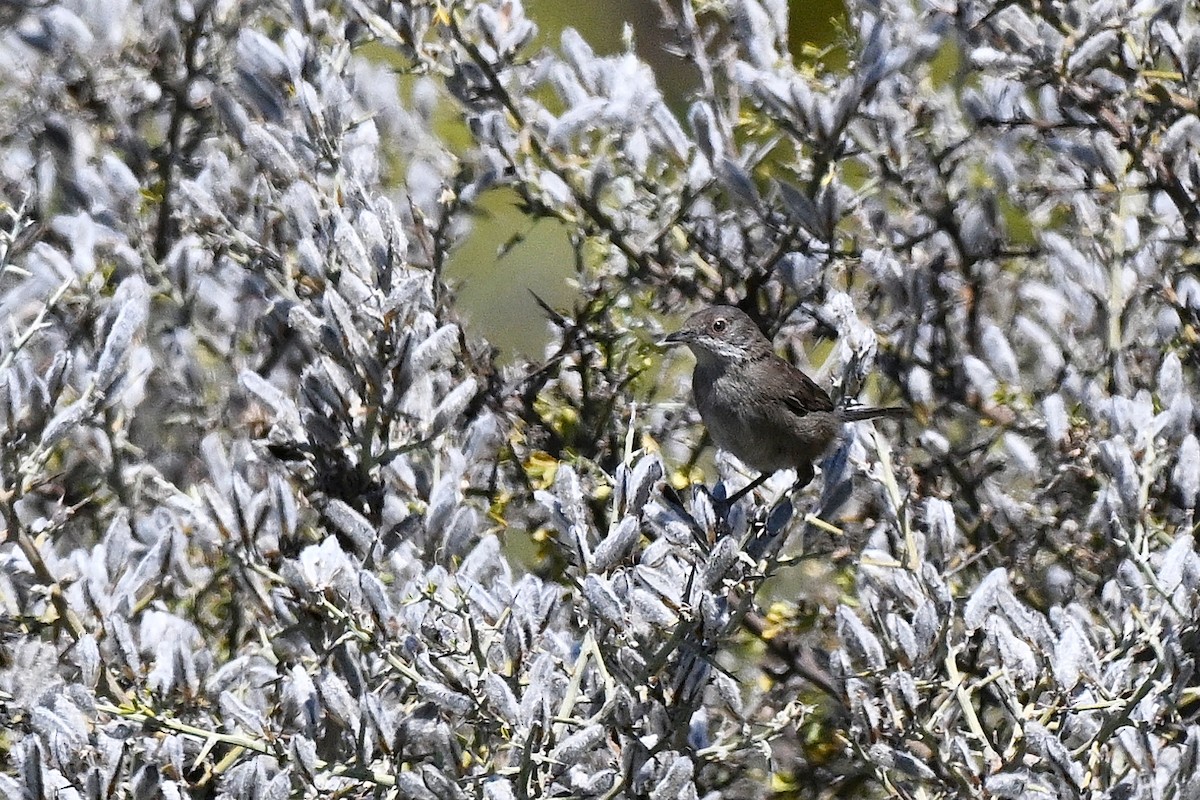Rüppell's Warbler - ML646452293