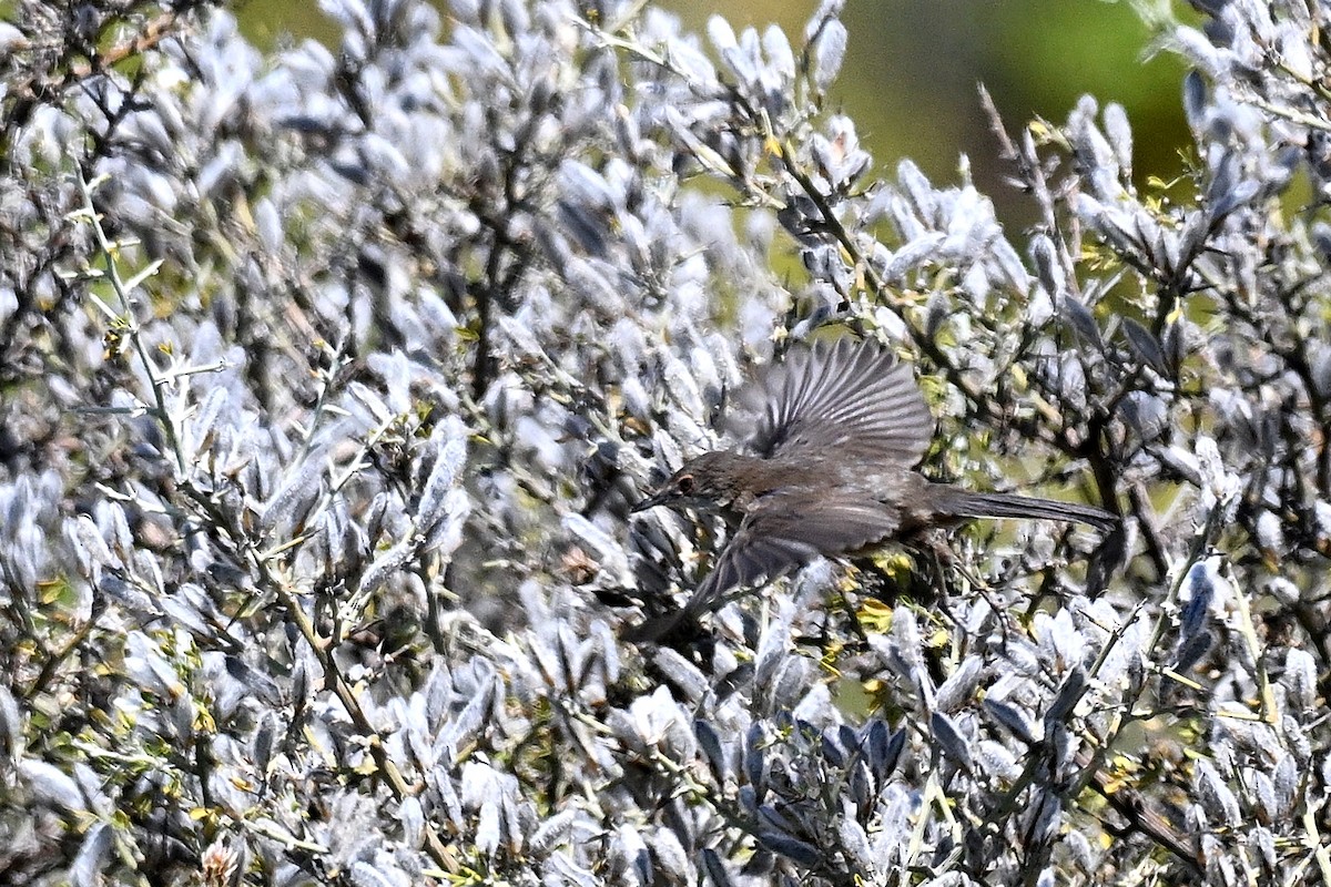 Rüppell's Warbler - ML646452295