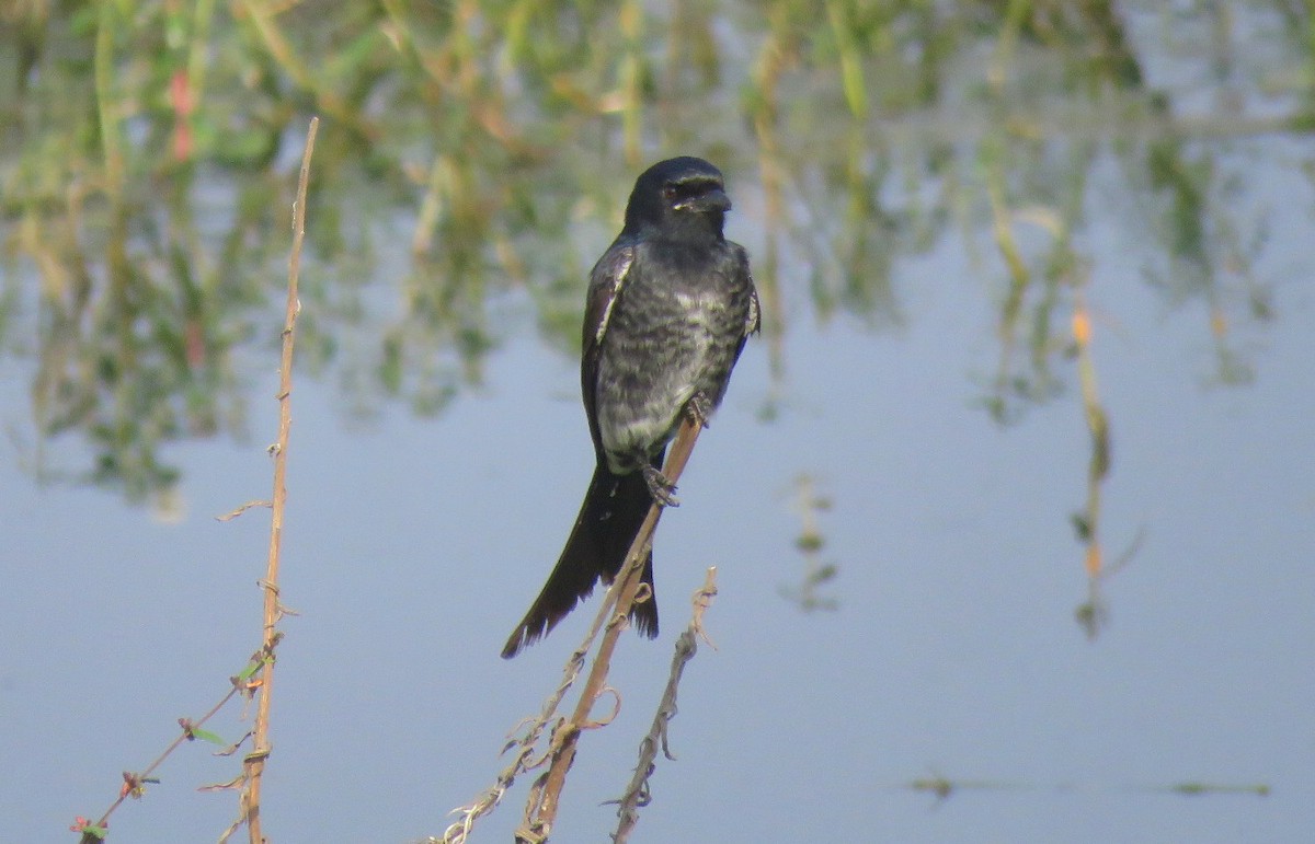 Black Drongo - ML646452296