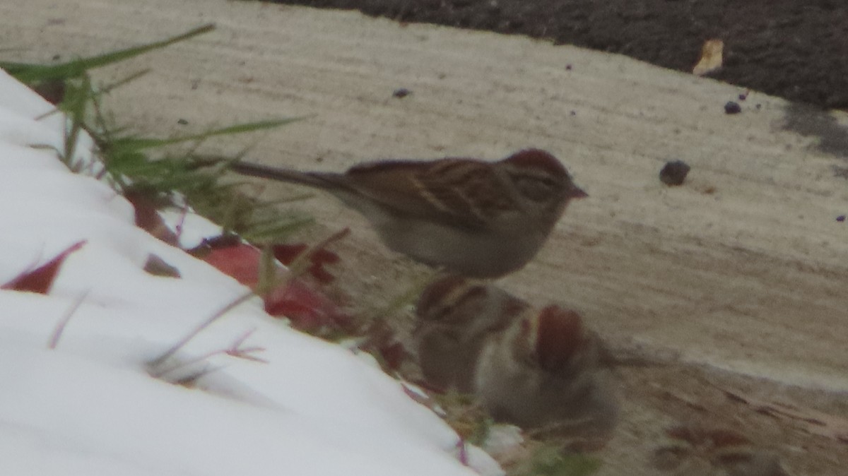 Chipping Sparrow - ML646452298