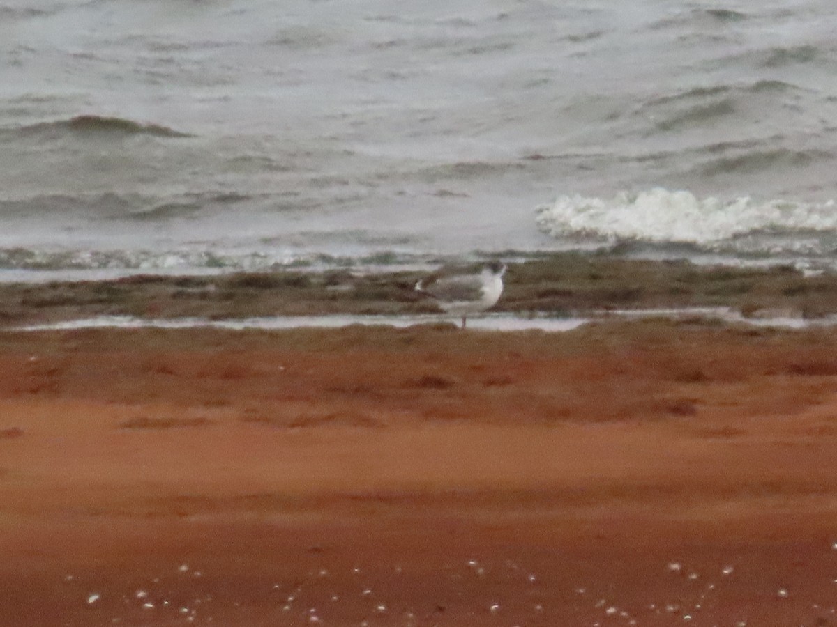 Gaviota Pipizcan - ML646452299