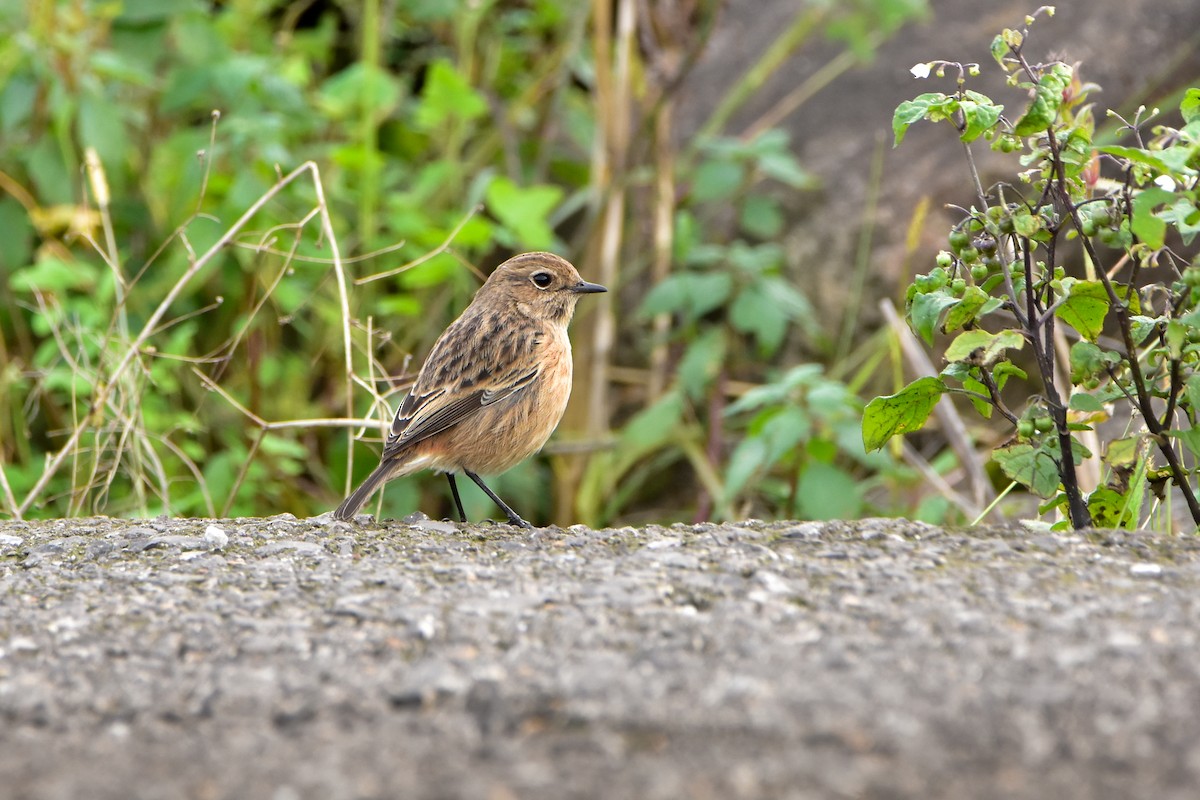 European Stonechat - ML646452300