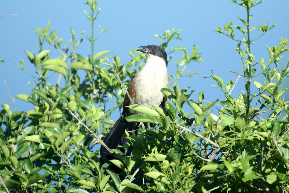Burchell's Coucal - ML646452301