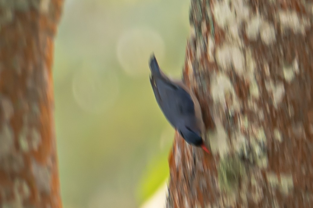 Velvet-fronted Nuthatch - ML646452303