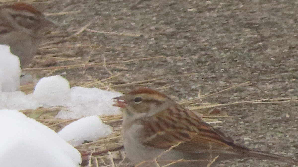 Chipping Sparrow - ML646452304