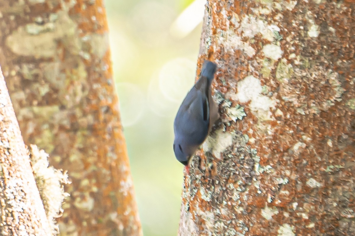 Velvet-fronted Nuthatch - ML646452307