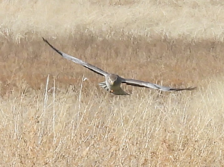 Northern Harrier - ML646452308