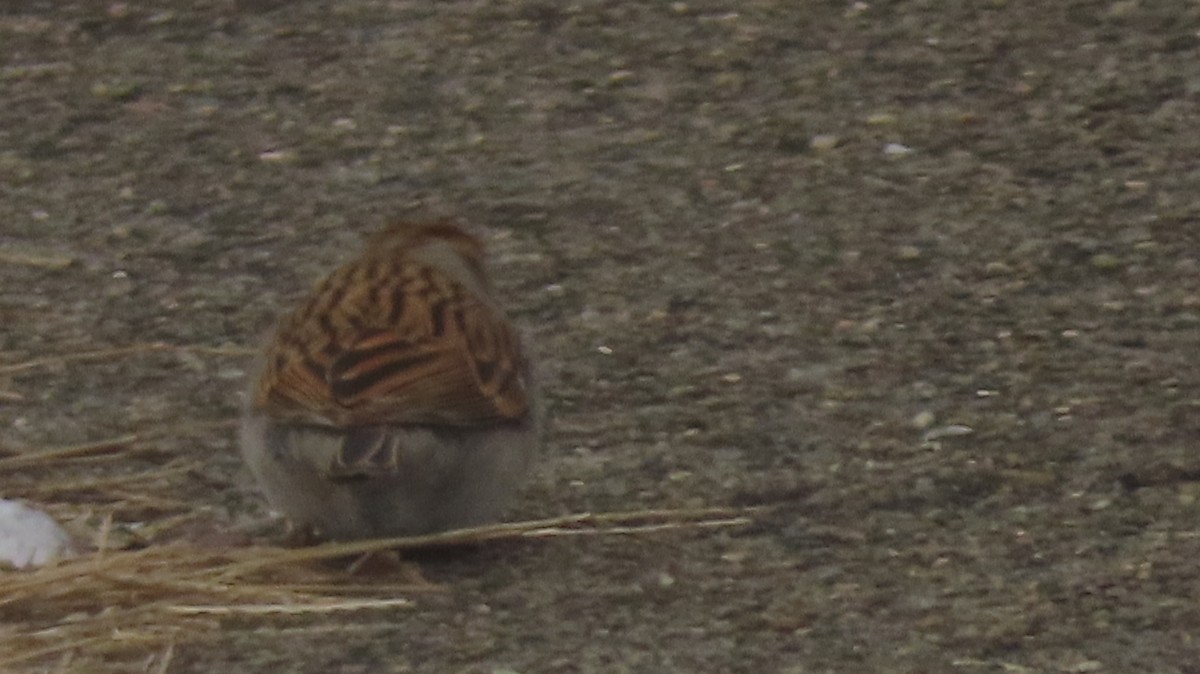 Chipping Sparrow - ML646452310