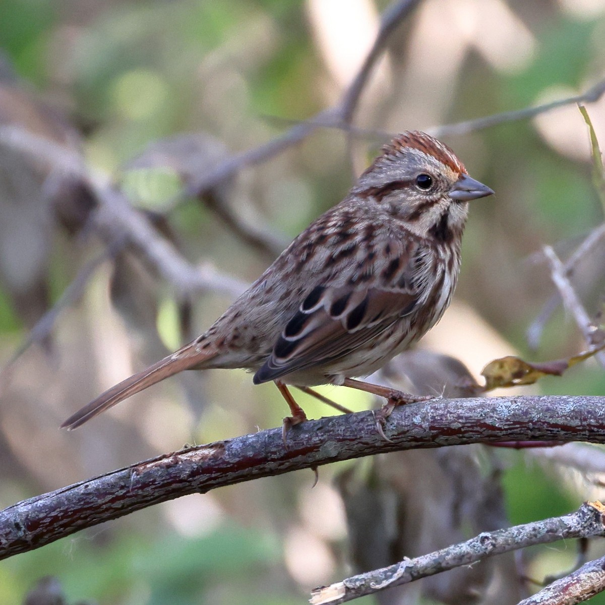 Song Sparrow - ML646452311