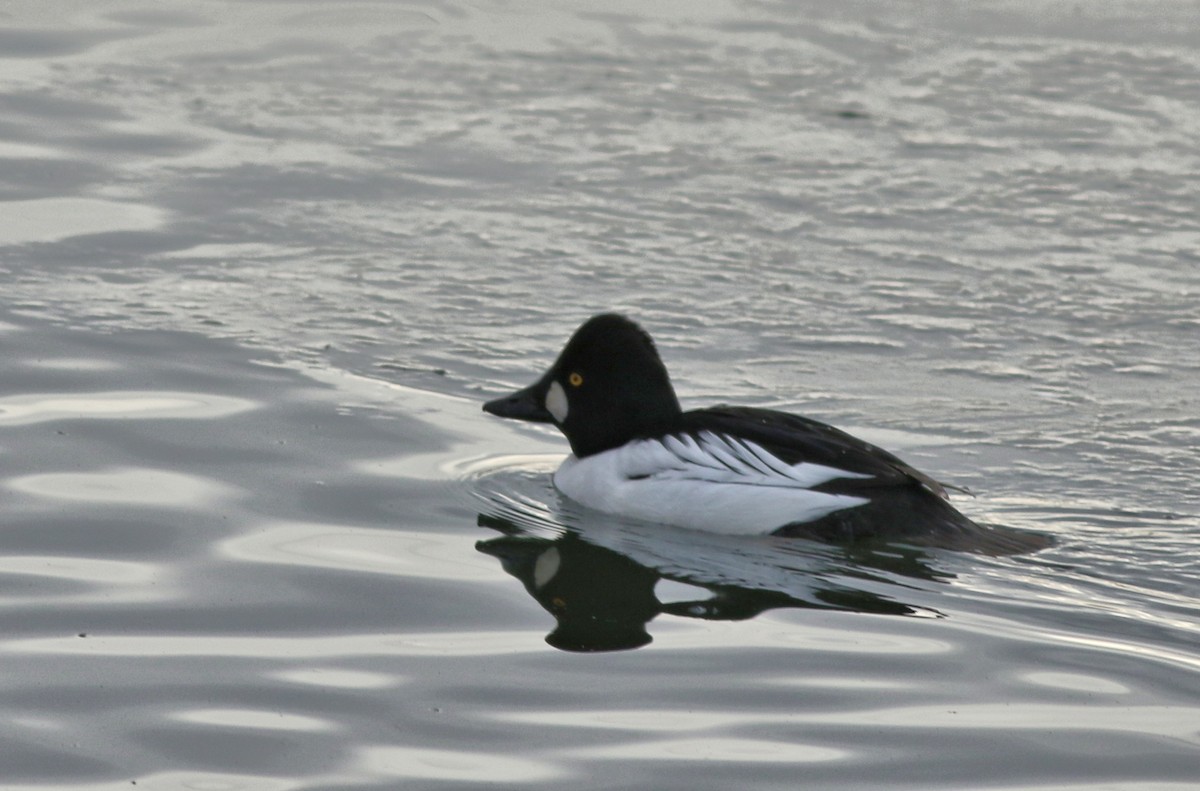 Common Goldeneye - ML646452312