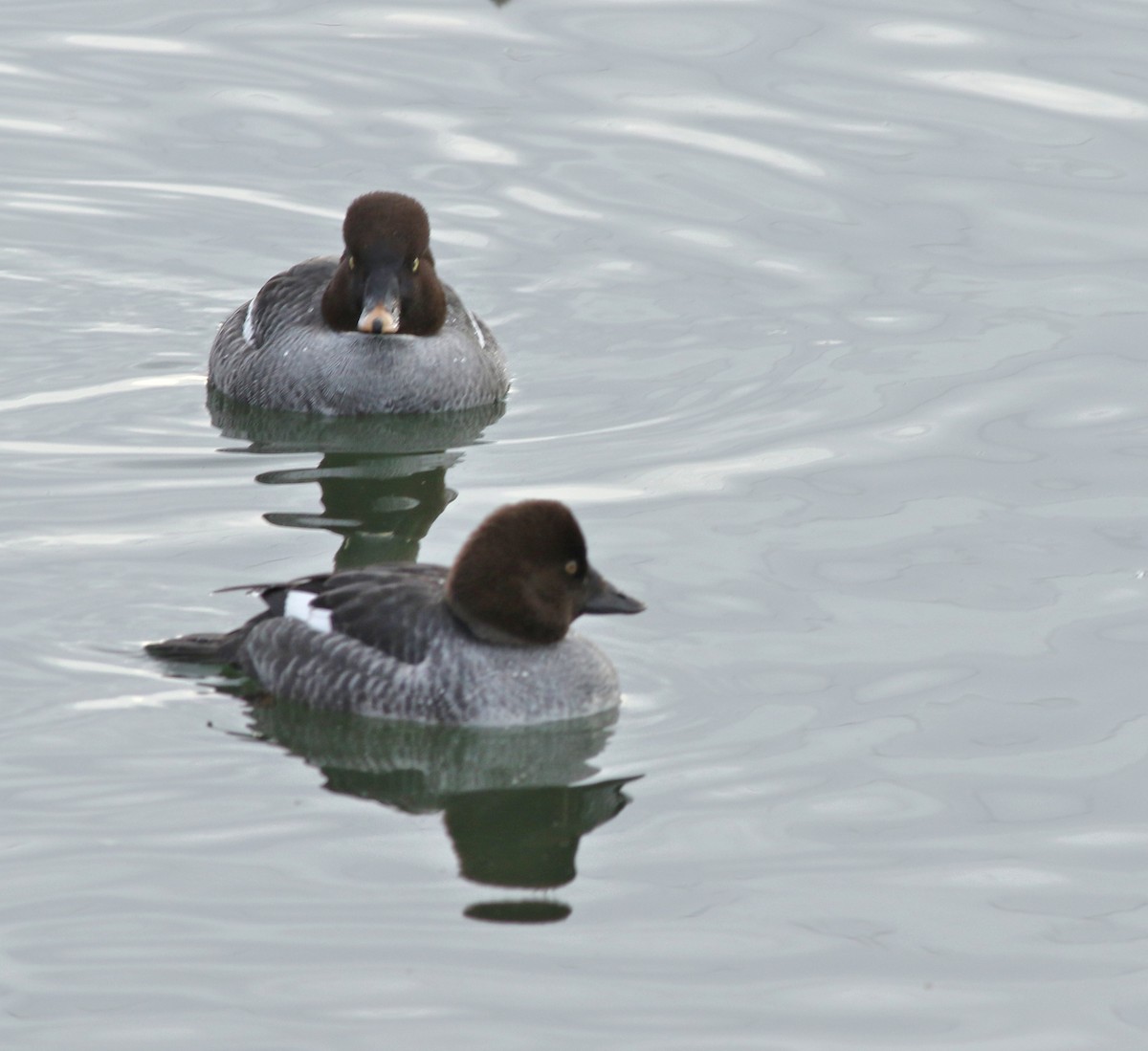 Common Goldeneye - ML646452313