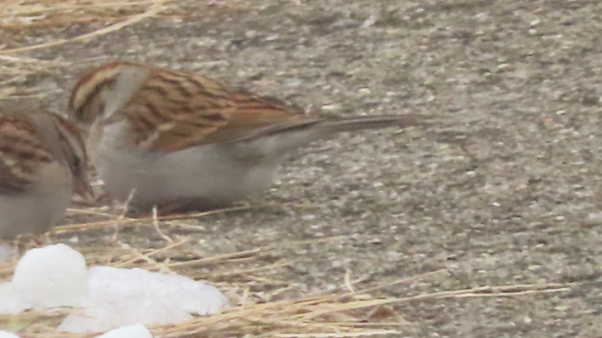 Chipping Sparrow - ML646452314
