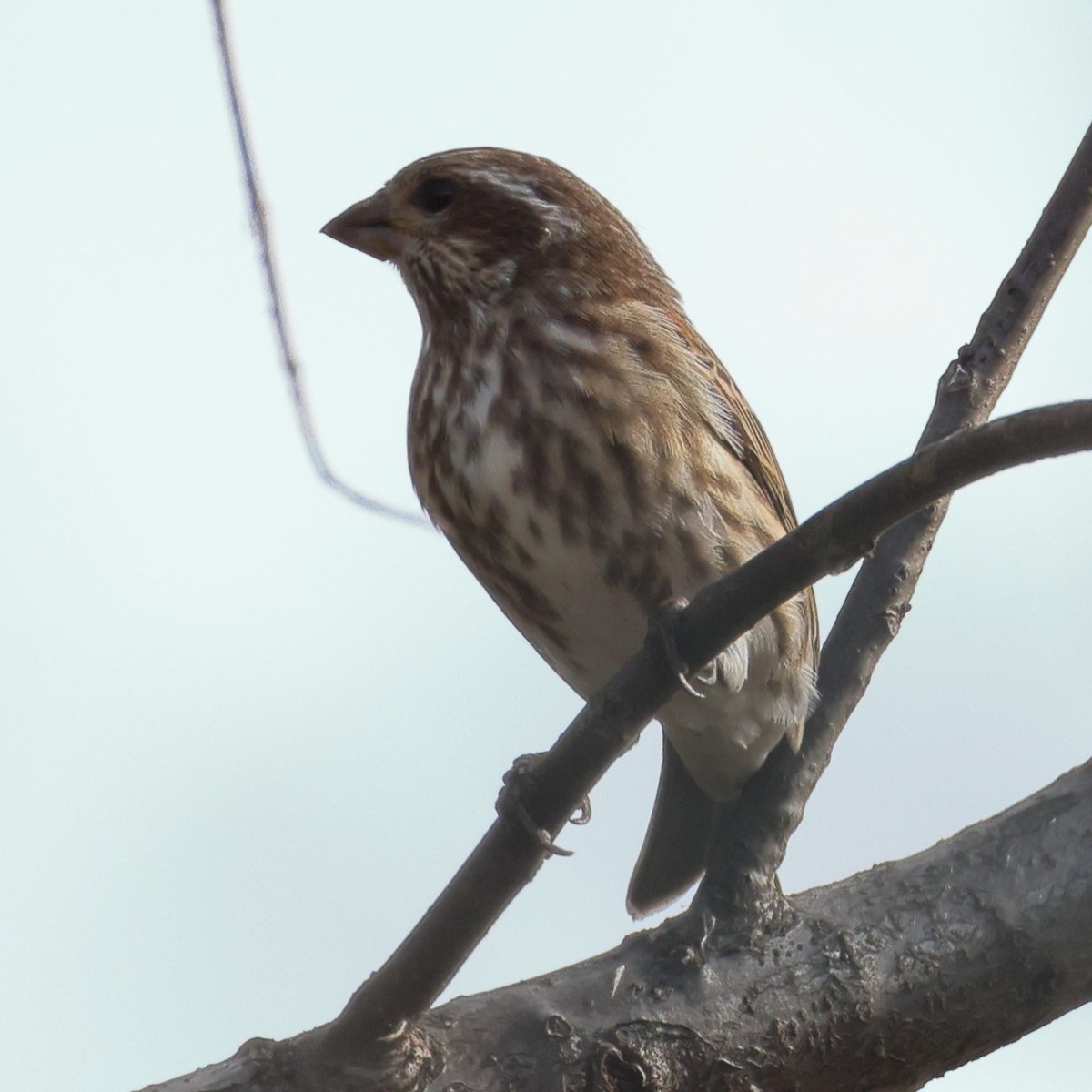 Purple Finch - ML646452317