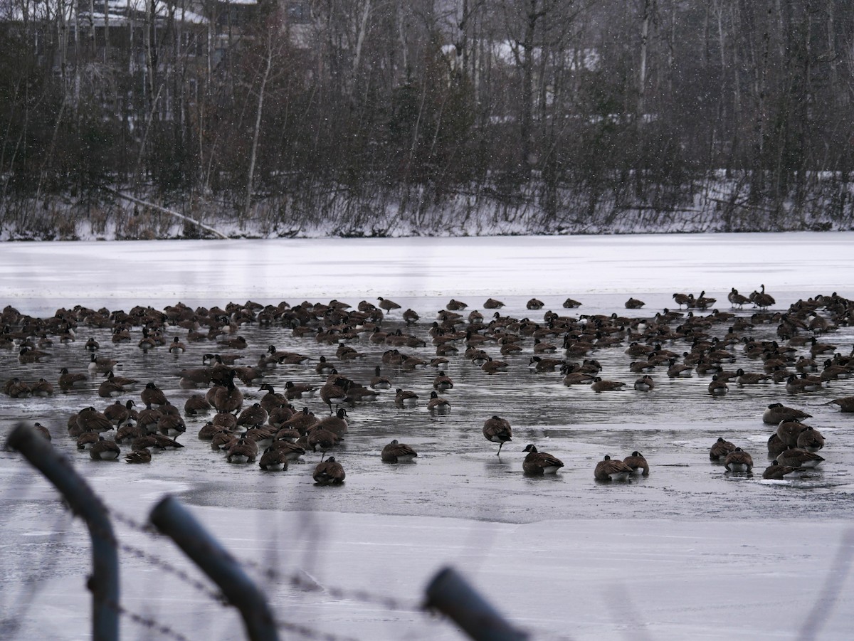 Canada Goose - ML646452318