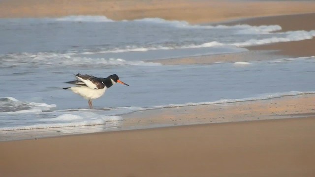 Poyrazkuşu - ML646452319